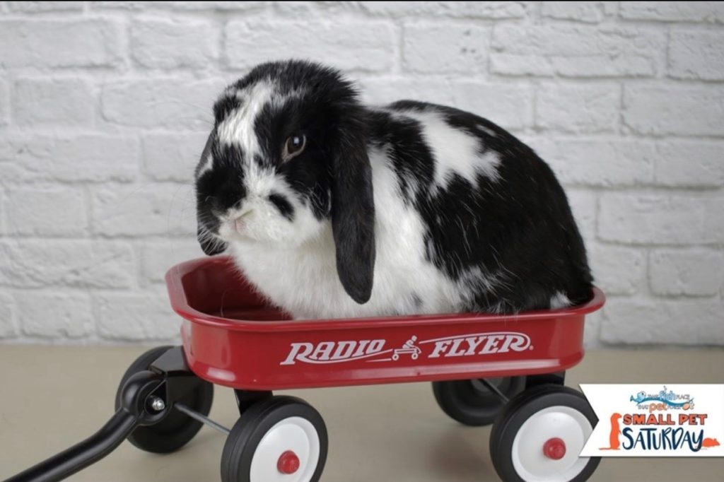 Benson therapy bunny in a wagon